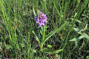 Dactylorhiza majalis subsp. juniales(3) (1200 x 800).jpg_product